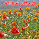
Beijing Tongrentang saffron fruits, Western Regions, wild saffron, fresh dried saffron, 500g, sulfur-free safflower, health flower, tea 250g