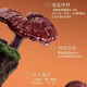 Beijing Tongrentang Breaking Wall Ganoderma lucidum spore powder enhances immunity and supports the Taoist Chang Baishan Robe Powder gift box nutrition FM Ganoderma lucidum spore powder capsule 60 capsules Organic Breaking Wall Ganoderma lucidum spore powder oil capsules non-wild