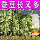 Special foliar fertilizer for broad beans to plump broad beans, keep flowers and pods straight and increase production, 100ml*5 bottles