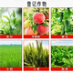 Growth regulator red indium B Brassica antidote to brassinoids 50g growth regulator German Bihu 50g/bottle*1 bottle