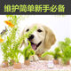 Fish tank aquatic plants, freshwater aquatic plants, fish farming, aquatic plants, lazy real aquatic plants, cold water aquatic plants, grass landscaping, pearl grass (5 cm)