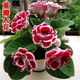 Double-flowered Gloxinia hibiscus flower seeds, easy to sow flowers in all seasons, indoor balcony potted flower seeds, mixed color pack (courtyard flower sea) Gloxinia-1 pack (about 100 grains)