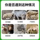 Yingmeier Yingmeier ewe premix fattening sheep breeding pregnancy mixed feed breeding ewe pregnancy lactation special feed ewe premix 20kg*1 bag