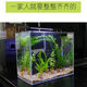Fish tank aquatic plants, freshwater aquatic plants, fish farming, aquatic plants, lazy real aquatic plants, cold water aquatic plants, grass landscaping, pearl grass (5 cm)