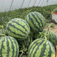 New varieties of Beishu Kirin watermelon seeds, Lazy Man, Southern Meidu watermelon seeds, Zaojia 8424 watermelon seeds, 30 capsules/bag