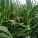 
Original Xinruipu 826 corn seeds drought resistance and stable yield rare value stick newly approved Wu Ziduo anti-root system 5500 capsules/bag