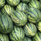Northern Vegetable Lazy Han King Watermelon Seed Extra Large Giant Southern Balcony Seasonal Fruit Green Emperor Lazy Han King Watermelon Seed 50g 5 barrels
