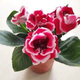 Double-flowered Gloxinia hibiscus flower seeds, easy to sow flowers in all seasons, indoor balcony potted flower seeds, mixed color pack (courtyard flower sea) Gloxinia-1 pack (about 100 grains)
