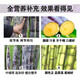 Special fertilizer for sugarcane, sugarcane Zhuangfengsu, lengthening, straightening, sweetening, foliar fertilizer, rooting, strong seedlings, rapid jointing, Australian brand 1500g*12 bottles