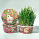 Greedy horse cat grass, lazy cat grass, ready-to-eat dehairing balls, cat snacks, hydroponic instant noodles, summer cat grass, winter style, Aoxue Lingshuang, combination 7 (single bowl), 1 pack