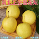 Jingxi Jiazhao County Snow Pear Hebei Snow Pear Suning Snow Pear Adecuado para hacer sopa 15 con caja 2 Jin Jin equivale a 0,5 kg Peso neto 1,6-1,8 Jin Jin equivale a 0,5 kg