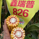 
Original Xinruipu 826 corn seeds drought resistance and stable yield rare value stick newly approved Wu Ziduo anti-root system 5500 capsules/bag