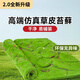 Elegant artificial moss decoration landscaping artificial turf window display moss micro landscape fake green plant bonsai coconut palm silk yellow green immortal moss about 1m*1m