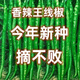 This year's new spicy long-line pepper seeds Erjingtiao 8819 line pepper seeds are planted in spring and autumn. About 100 carefully selected seeds 8819 line pepper seeds