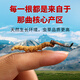 Dongzai [Narqu, Tibet] Wild Cordyceps sinensis hoher Höhe wildes Cordyceps sinensis Tonic Gift Box für Älteste [Narqu, Tibet] Fleischfestival - wirtschaftliche und erschwingliche 5 Gramm (Geschenkbox)