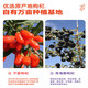 邮政农品早红晚黑枸杞原浆正宗宁夏中宁新鲜枸杞原浆不加一滴水早C晚A 红枸杞5盒新包装（30ML*50袋）