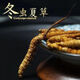 
Baiwanji Cordyceps sinensis, 2 gram of Cordyceps sinensis per gram of dry goods Cordyceps sinensis gifts 50 gift boxes