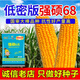 New ultra-high-yielding Academy of Agricultural Sciences original authentic national-approved corn seed red shaft big stick Qiangshuo 68 drought and disease resistance blue bag Qiangshuo 68 4200 *5 bags national-approved original authentic