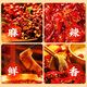 Qiaotou spicy hot pot base Chongqing hot pot maocai fragrant pot seasoning Chongqing specialty 500g spicy hot pot base