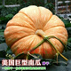 Giant pumpkin extra large pumpkin seeds sweet flour glutinous thick meat field vegetable garden spring and autumn vegetable seeds giant millstone large pumpkin seeds pink and glutinous new varieties about 50 pieces 5 packs easy to grow