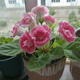Double-flowered Gloxinia hibiscus flower seeds, easy to sow flowers in all seasons, indoor balcony potted flower seeds, mixed color pack (courtyard flower sea) Gloxinia-1 pack (about 100 grains)
