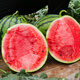 New varieties of Beishu Kirin watermelon seeds, Lazy Man, Southern Meidu watermelon seeds, Zaojia 8424 watermelon seeds, 30 capsules/bag