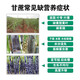 Special fertilizer for sugarcane, sugarcane Zhuangfengsu, lengthening, straightening, sweetening, foliar fertilizer, rooting, strong seedlings, rapid jointing, Australian brand 1500g*12 bottles
