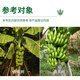 Hulian Plant Protection 40% benzopyrazole fungicide difenoconazole pyrastrostrobin anthracnose powdery mildew rust pesticide