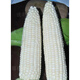 Wannong Tiannuo 158 corn seeds, high-yielding fruit corn seeds for all seasons, sweet, soft and sticky corn seeds, Guangliangtian No. 27 sweet corn original 400g
