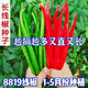 This year's new spicy long-line pepper seeds Erjingtiao 8819 line pepper seeds are planted in spring and autumn. About 100 carefully selected seeds 8819 line pepper seeds