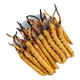 
Xina Tibet Qu high-altitude Cordyceps gift box 100 large cordyceps nourishing gift gifts for elders and parents Tibet Naqu Qu 2 1 gram 100 gift box