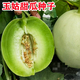 Xiangbin Jade Mushroom Melon Seed Seeds White Skin Green Flesh Super Sweet Ice Cream Xiangyugu Hami Melon Seeds Early Maturing Authentic Four Seasons Jade Mushroom Melon Seeds 10 Original