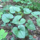 Asarum Seeds, Chinese Asarum Medicine, White Asarum Seedlings, Asarum Seeds, Four Liangs of Asarum, Chinese Herbal Medicine, Tobacco Pouch Pot Herbal Seeds, Asarum Seeds 100 Tablets + Fertilizer