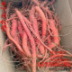 
Beijing Tongrentang [1047 people collect] Salvia miltiorrhiza fresh whole piece is now dug and shipped to ensure natural authentic fresh Salvia miltiorrhiza special grade. Salvia miltiorrhiza digging 500g