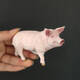 Simuliertes Sau Haus Schwein 13782 Geflügeltiermodell umweltfreundliche PVC -Kinderfüränk