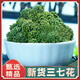彦夕堂三七花云南文山正宗新花非野生特级正品四年田七花 三七花【20g】