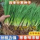 
Fenduoduo Xiaoxiang Dividing onion Four Seasons Spring Vegetables Authentic hollow onion seeds heat-resistant High-quality #tensive High-quality #strong fragrance Dividing onion seeds A9871 Fenduoduo 5 packs + fat