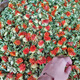
Beijing Tongrentang saffron fruits, Western Regions, wild saffron, fresh dried saffron, 500g, sulfur-free safflower, health flower, tea 250g