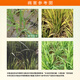 24 epi-brassinolide s inducer rice regulator 24 epi-brassinolide pesticide growth regulator 1000g