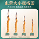 Cordyceps sinensis Tibetan Cordyceps 1 gram high-altitude Cordyceps gift box in high-altitude Cordyceps sinensis dry goods good gifts 3 gram 1 gram - 10 bottles