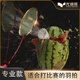 
Yodiman (yodiman) Carbon Middle King Badminton Racket Single Shot Full Carbon Fiber Ultralight Offensive Competition Grade Model High Pound 4U Carbon Middle King Stream White Ultralight Offensive Model P9900 YODIMAN-YDM95