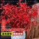 Blooming fruit, Australian wintersweet hydroponic fresh branches, real flowers, shipped with flowers, New Year flowers dried branches, fresh cut New Year's Eve flower pots in winter, A-grade red 60-80cm 8 branches + 2 New Year pendants + preservative