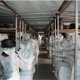 SANLIX A813A820A830A838A850A864A880A889A900A914 CINTO DE TIPO AL CINTO A CIENE CYAN CINTO A850LI NEGRO