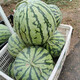8424 Kirin seedless watermelon seeds extra large high yield giant sweet king southern small four seasons vegetable and fruit seeds 8424 Kirin melon 120 capsules