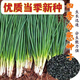 
Fenduoduo Xiaoxiang Dividing onion Four Seasons Spring Vegetables Authentic hollow onion seeds heat-resistant High-quality #tensive High-quality #strong fragrance Dividing onion seeds A9871 Fenduoduo 5 packs + fat