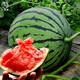 Dayu Lazy Man Watermelon Seed Seedlings Extra Large Suitable for Early Maturing Lazy People in the South 8424 Kirin Melon Meidu Seedless Fruits and Vegetables Rock Sugar Kirin Watermelon Seeds 60 capsules