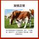 5% Cow Premix Dabeinong Core Technology Estrus Breeding Nutritional Lactation Prevent Postpartum Paralysis 1 pack Get 50Jin Jin is equal to 0.5kg