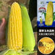 Kennian No. 1 waxy corn seeds, yellow waxy corn seeds, Northeastern farmers' sticky corn seeds, yellow sticky corn old varieties, Kennian No. 1 200g
