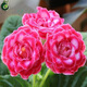 Double-flowered Gloxinia hibiscus flower seeds, easy to sow flowers in all seasons, indoor balcony potted flower seeds, mixed color pack (courtyard flower sea) Gloxinia-1 pack (about 100 grains)