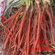 
Beijing Tongrentang [1047 people collect] Salvia miltiorrhiza fresh whole piece is now dug and shipped to ensure natural authentic fresh Salvia miltiorrhiza special grade. Salvia miltiorrhiza digging 500g